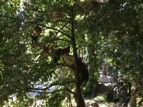 谷保天満宮の動物