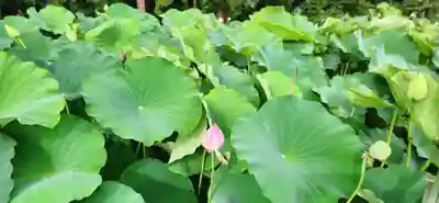 医王寺(福島県)