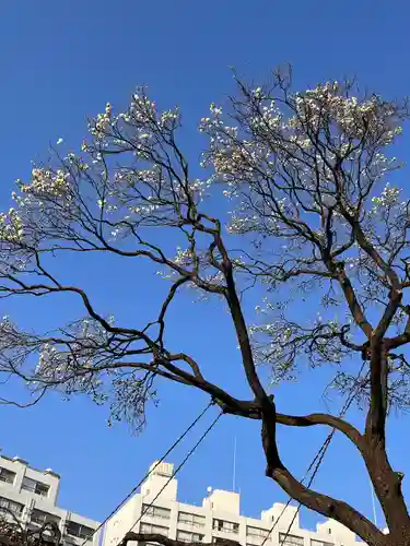 湯島天満宮の自然