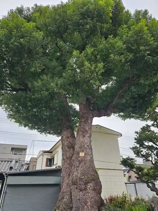 観音寺(東京都)