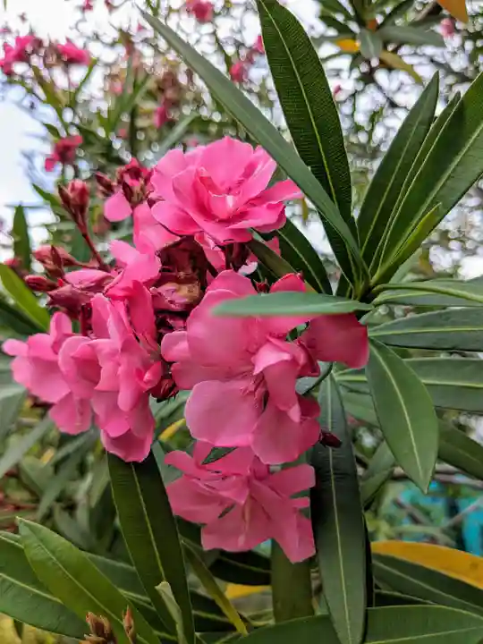 成田山深川不動堂(新勝寺東京別院)(東京都)