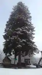 烏帽子山八幡宮の自然