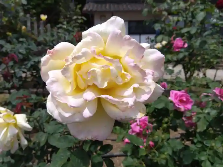 松尾寺(奈良県)