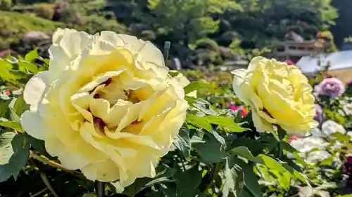 金蛇水神社(宮城県)