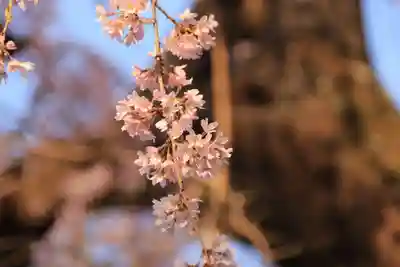 愛宕神社の自然