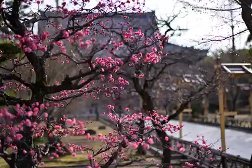 根来寺 智積院の庭園