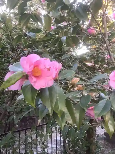 溝旗神社（肇國神社）の自然