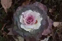 三春大神宮の庭園