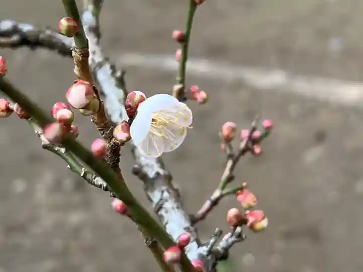 大洗磯前神社(茨城県)