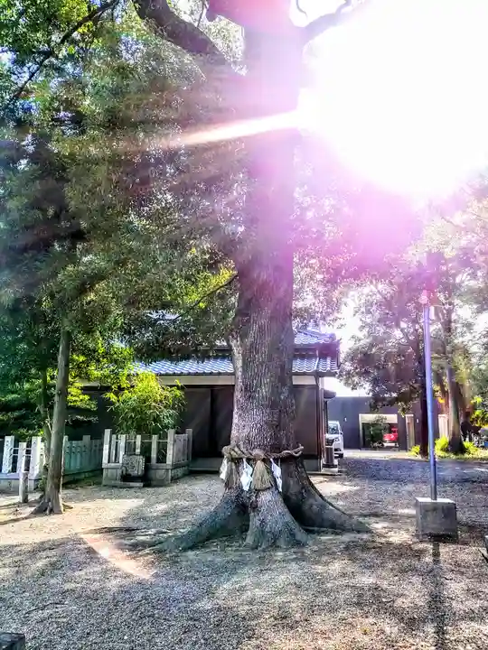 八幡宮(長瀬八幡宮)の自然