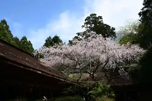 吉野水分神社（吉野町）の自然