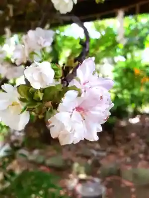 赤坂氷川神社(東京都)