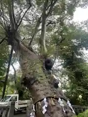 青渭神社の自然