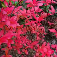 寿量山 速成寺の庭園