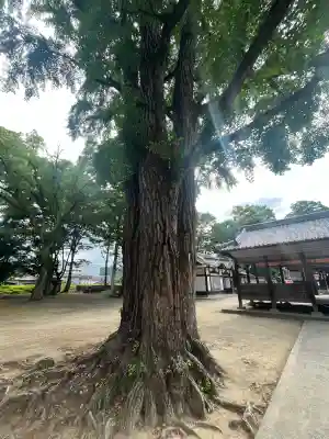 素盞嗚神社の{uncategorized: "未分類", other: "その他", undefined: "問題あり", building: "その他建物", grave: "お墓", sacred_gate: "鳥居", guardian: "狛犬", statue: "像", buddha: "仏像", history: "歴史", nature: "自然", garden: "庭園", animal: "動物", pagoda: "塔", temizu: "手水舎", mountain_gate: "山門・神門", sanctuary: "本殿・本堂", subordinate: "末社・摂社", art: "芸術", scenery: "景色", jizo: "地蔵", ema: "絵馬", goshuin: "御朱印", omikuji: "おみくじ", items: "授与品その他", amulet: "お守り", goshuincho: "御朱印帳", eats: "食事", festival: "お祭り", votive_dance: "神楽", shichigosan: "七五三参", wedding: "結婚式", experience: "体験その他", initially: "初詣", around: "周辺", anti_infection: "感染症対策"}