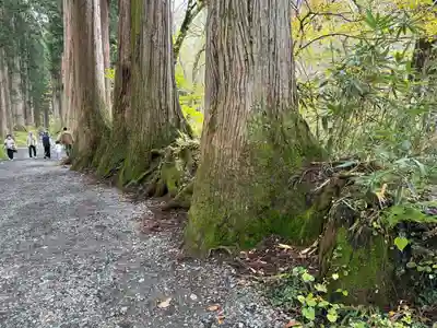 戸隠神社奥社(長野県)