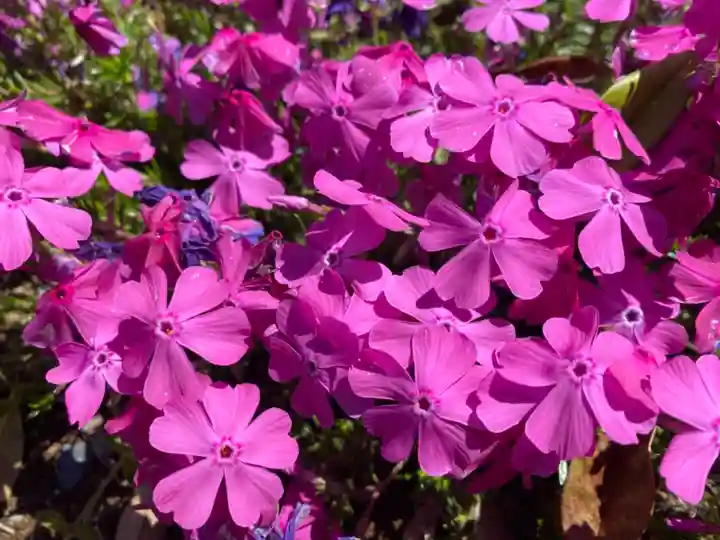 鶴峯八幡宮の自然