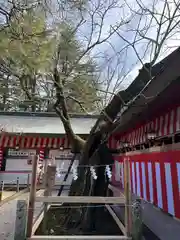 笠間稲荷神社の自然