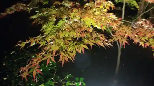 くろ谷 金戒光明寺の自然