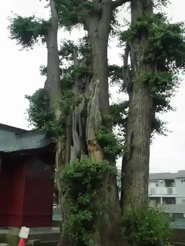 熊野神社の自然