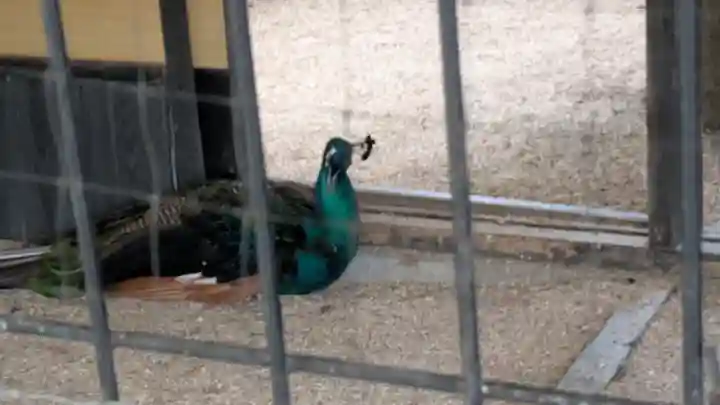 田中神社(京都府)