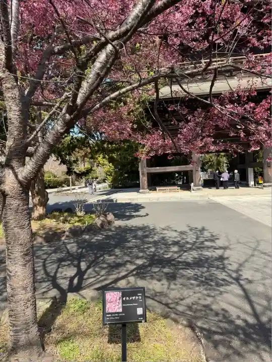 建長寺(神奈川県)