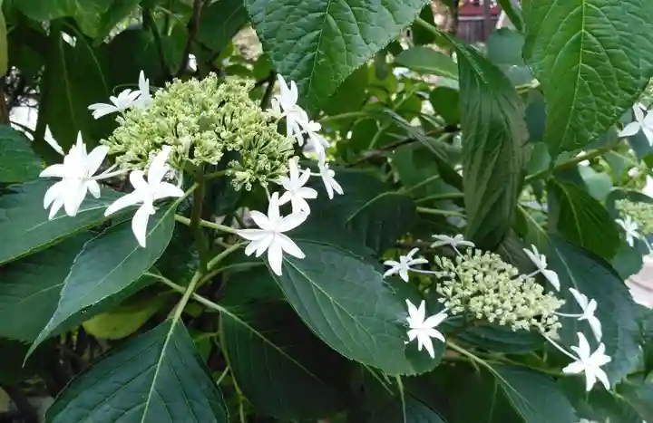 高幡不動尊 金剛寺の自然