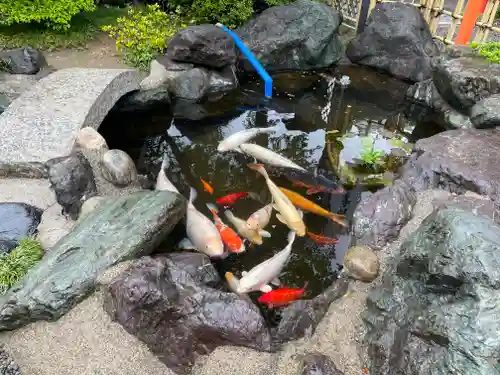 尾張猿田彦神社の動物