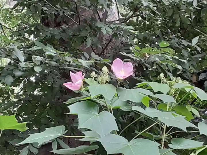 阿佐ヶ谷神明宮(東京都)