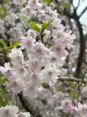 足立山妙見宮(御祖神社)の{uncategorized: "未分類", other: "その他", undefined: "問題あり", building: "その他建物", grave: "お墓", sacred_gate: "鳥居", guardian: "狛犬", statue: "像", buddha: "仏像", history: "歴史", nature: "自然", garden: "庭園", animal: "動物", pagoda: "塔", temizu: "手水舎", mountain_gate: "山門・神門", sanctuary: "本殿・本堂", subordinate: "末社・摂社", art: "芸術", scenery: "景色", jizo: "地蔵", ema: "絵馬", goshuin: "御朱印", omikuji: "おみくじ", items: "授与品その他", amulet: "お守り", goshuincho: "御朱印帳", eats: "食事", festival: "お祭り", votive_dance: "神楽", shichigosan: "七五三参", wedding: "結婚式", experience: "体験その他", initially: "初詣", around: "周辺", anti_infection: "感染症対策"}