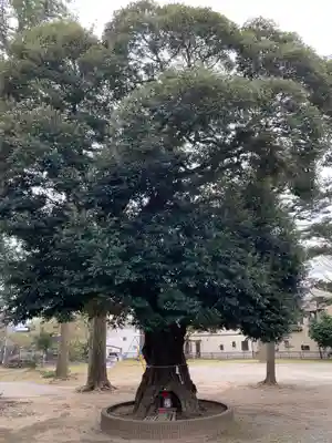 八幡神社の自然