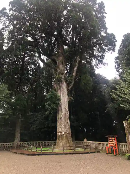 霧島神宮の自然