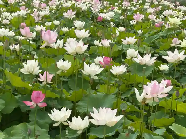 篠田神社(愛知県)