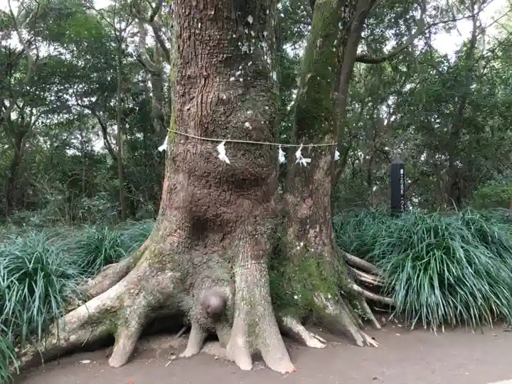 江田神社の自然