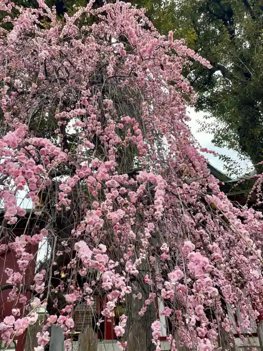 亀戸天神社の{uncategorized: "未分類", other: "その他", undefined: "問題あり", building: "その他建物", grave: "お墓", sacred_gate: "鳥居", guardian: "狛犬", statue: "像", buddha: "仏像", history: "歴史", nature: "自然", garden: "庭園", animal: "動物", pagoda: "塔", temizu: "手水舎", mountain_gate: "山門・神門", sanctuary: "本殿・本堂", subordinate: "末社・摂社", art: "芸術", scenery: "景色", jizo: "地蔵", ema: "絵馬", goshuin: "御朱印", omikuji: "おみくじ", items: "授与品その他", amulet: "お守り", goshuincho: "御朱印帳", eats: "食事", festival: "お祭り", votive_dance: "神楽", shichigosan: "七五三参", wedding: "結婚式", experience: "体験その他", initially: "初詣", around: "周辺", anti_infection: "感染症対策"}