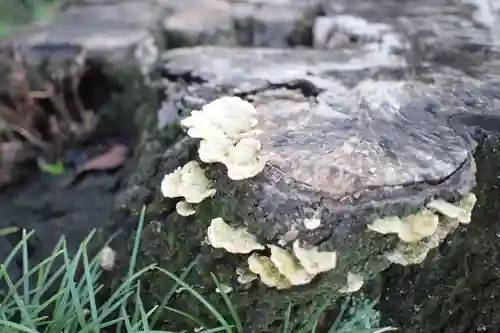 中氷川神社の自然