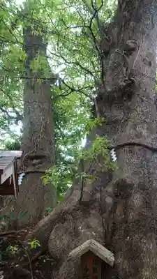 今宮神社の自然