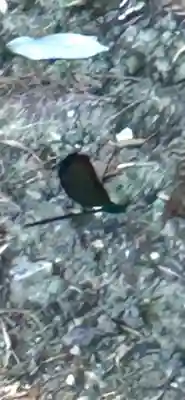 鹿島神社(宮城県)