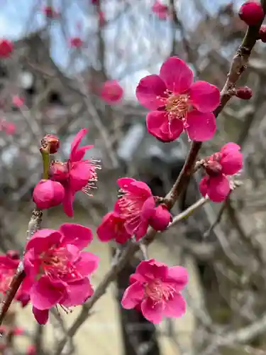 梅宮大社の自然