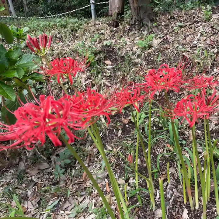貫井神社の自然