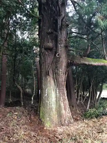 粟鹿神社の自然