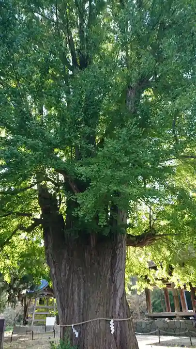 新宮熊野神社(福島県)