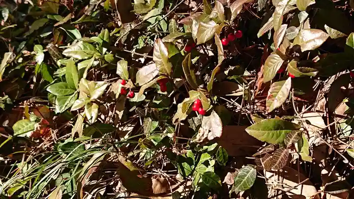 唐澤山神社の自然