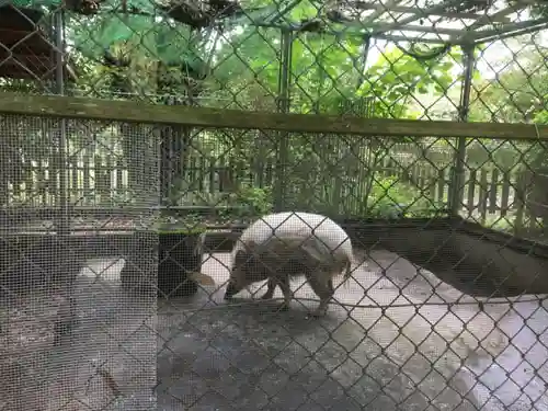 和気神社の動物