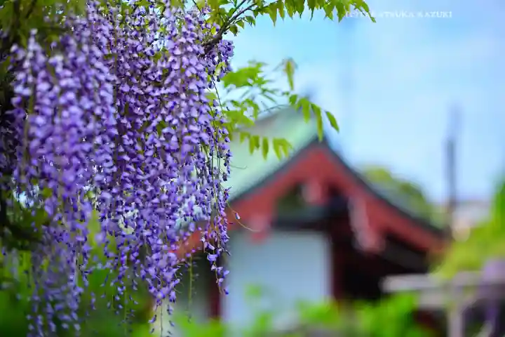亀戸天神社(東京都)