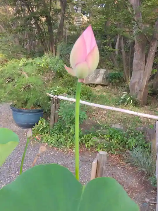 妙蓮寺(神奈川県)