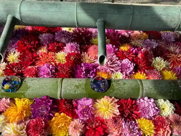岡寺(龍蓋寺)の{uncategorized: "未分類", other: "その他", undefined: "問題あり", building: "その他建物", grave: "お墓", sacred_gate: "鳥居", guardian: "狛犬", statue: "像", buddha: "仏像", history: "歴史", nature: "自然", garden: "庭園", animal: "動物", pagoda: "塔", temizu: "手水舎", mountain_gate: "山門・神門", sanctuary: "本殿・本堂", subordinate: "末社・摂社", art: "芸術", scenery: "景色", jizo: "地蔵", ema: "絵馬", goshuin: "御朱印", omikuji: "おみくじ", items: "授与品その他", amulet: "お守り", goshuincho: "御朱印帳", eats: "食事", festival: "お祭り", votive_dance: "神楽", shichigosan: "七五三参", wedding: "結婚式", experience: "体験その他", initially: "初詣", around: "周辺", anti_infection: "感染症対策"}
