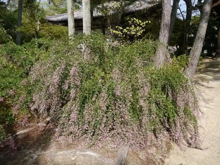 唐招提寺の自然