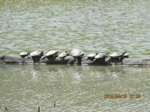 白水阿弥陀堂の動物
