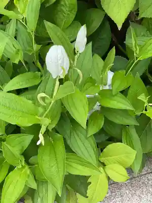 安養寺（弥勒院）(愛知県)